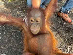 Penyelamatan Jani, Bayi Orangutan yang Terlantar di Kebun Sawit
