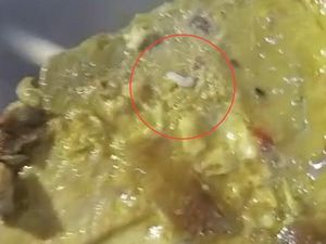 Ada Ulat di Menu MBG Siswa SDN 166 Pinrang, Diduga dari Ikan Tuna