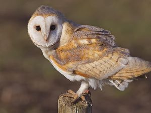 Mengenal Tyto Alba, Burung Hantu Pemburu Ulung yang Viral Ditembak