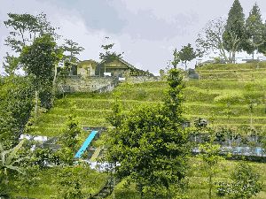 Staycation di Puncak Bogor, Ramah Buat Kantong Mahasiswa