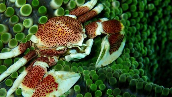 8 Potret Hewan Laut dengan Warna dan Bentuk Memukau