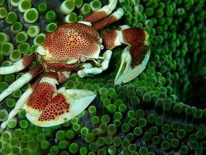 8 Potret Hewan Laut dengan Warna dan Bentuk Memukau