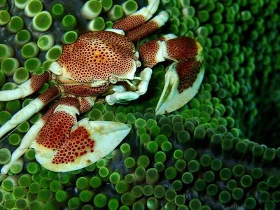 8 Potret Hewan Laut dengan Warna dan Bentuk Memukau