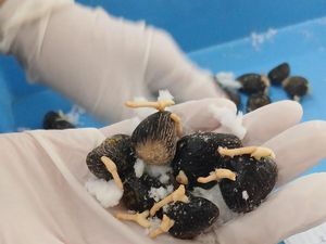 95.400 Benih Sawit Diekspor ke Peru, Karantina Sumsel Perketat Pemeriksaan