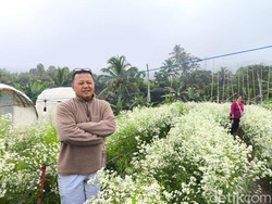 Kisah Bopak, Ubah Kebun Bunga Pikok di Kuningan Jadi Sumber Cuan