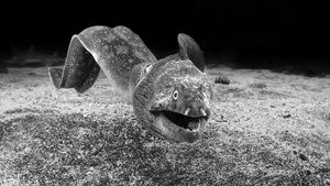 Jawara Kontes Foto Hitam Putih yang Bikin Mata Tak Berkedip