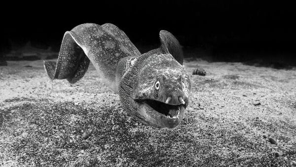 Jawara Kontes Foto Hitam Putih yang Bikin Mata Tak Berkedip