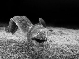 Jawara Kontes Foto Hitam Putih yang Bikin Mata Tak Berkedip