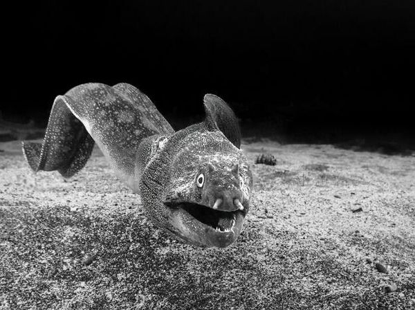 Jawara Kontes Foto Hitam Putih yang Bikin Mata Tak Berkedip