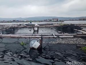 Menyibak Penyebab Ikan Mati Massal di Waduk Jatiluhur