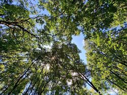 Diplomasi Hijau di Tengah Risiko Global