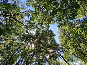 Diplomasi Hijau di Tengah Risiko Global