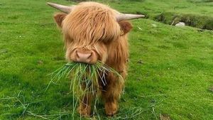 Mood Booster! 8 Momen Lucu Hewan yang Siap Mencerahkan Harimu