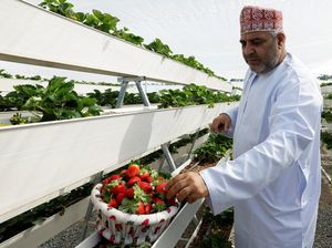 Petani Palestina Buka Agrowisata Strawberry Garden di Oman