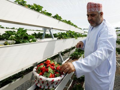 Petani Palestina Buka Agrowisata Strawberry Garden di Oman