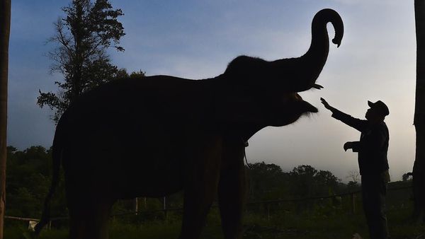 Melihat Perawatan Gajah Sumatra di Pusat Konservasi Jambi