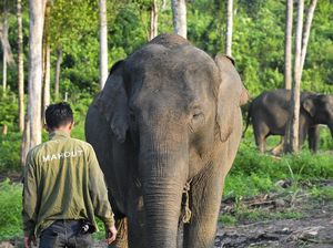 Nasib Gajah Kalimantan dan Sumatera Terancam, Presiden akan Buat Inpres