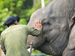 Momen Gajah Liar Kejar Pria di Aceh Tengah saat Berkebun