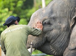Momen Gajah Liar Kejar Pria di Aceh Tengah saat Berkebun