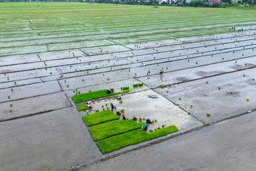 Berita dari Detik Finance: Petani Buduran Siapkan Musim Tanam Padi