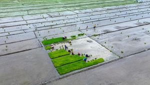 Petani Buduran Siapkan Musim Tanam Padi