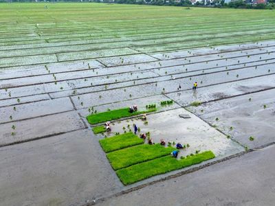 Petani Buduran Siapkan Musim Tanam Padi
