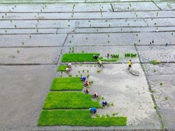 Tingkatkan Produksi Pangan, Sumsel Target Cetak Sawah 38 Ribu Hektare