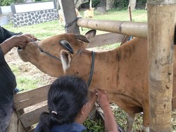 Buleleng Siapkan Lockdown Desa Kasus LSD, Jembrana Meluas ke 4 Kecamatan