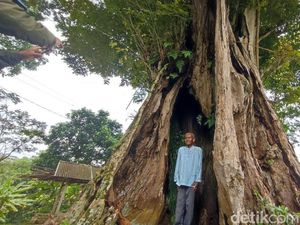 Kisah Pohon Angsana Raksasa Ciamis: Memori Penjajahan dan Mitosnya