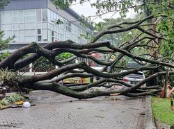 Pohon Trembesi 20 Meter Tumbang Timpa Dua Mobil di Padalarang