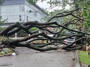 Pohon Trembesi 20 Meter Tumbang Timpa Dua Mobil di Padalarang