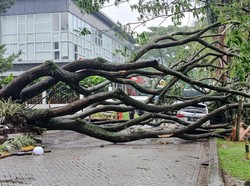 Pohon Trembesi 20 Meter Tumbang Timpa Dua Mobil di Padalarang
