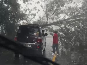 Hujan Deras, Pohon Tumbang Tutup Akses Kendaraan di Puncak Bogor