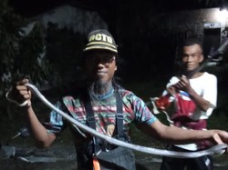 Ular Kobra 1,1 Meter Ditangkap Saat Makan Telur Ayam di Cawas Klaten