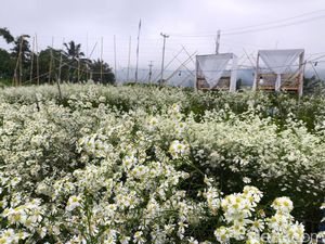 Pesona Bunga Pikok dengan View Gunung Ciremai di Saung Lumbung Kuningan