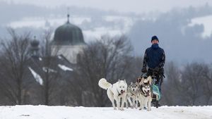 Adu Cepat Kereta Salju Anjing di Republik Ceko