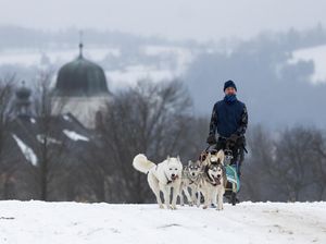 Adu Cepat Kereta Salju Anjing di Republik Ceko