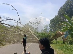 Massa Demo Luwu Raya Tebang 3 Pohon di Walmas, Lalin Antarprovinsi Lumpuh