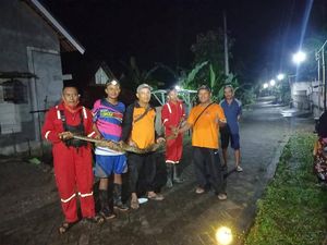 Kandang Sapi di Madiun Jadi Sarang Kobra, 5 Ular-13 Telur Dievakuasi