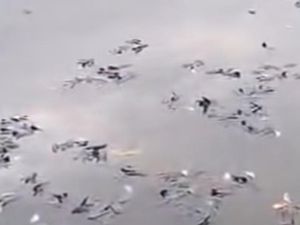 Ikan-ikan di Situ Citongtut Mendadak Mati, Pemkab Bogor Telusuri