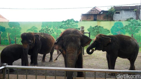 Tak Lagi Tunggang Gajah, Pengunjung Kini Bisa Feeding di KBS