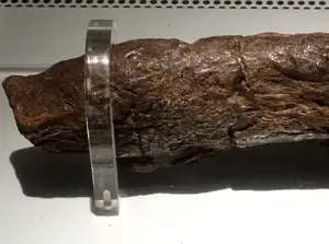 Fosil Kotoran Viking Terbesar di Dunia, Dianggap Setara Permata Mahkota