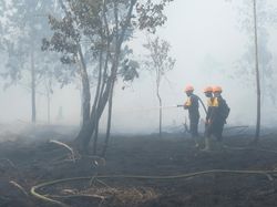Dua Sisi Lahan Gambut: Menjaga Kestabilan Alam dan Bahaya Karhutla