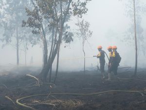 Dua Sisi Lahan Gambut: Menjaga Kestabilan Alam dan Bahaya Karhutla