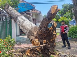 Rumah-Toko di Bondowoso Rusak Akibat Tertimpa Pohon Berdiameter 1 Meter