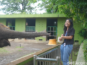 KBS Hentikan Tunggang Gajah, Kini Diganti dengan Feeding Gajah