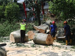 Dampak Angin Kencang di Sleman: Puluhan Pohon Tumbang-2 Orang Tewas