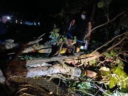 Waspada Lur! Angin Kencang Landa Sleman, Pohon Tumbang di Sejumlah Titik