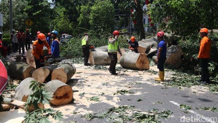 2 Korban Tewas Tertimpa Pohon di Sleman Kakek dan Cucu
