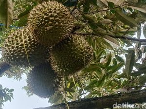 Video: Nikmatnya Mencicipi 27 Jenis Durian di Lereng Gunung Bromo